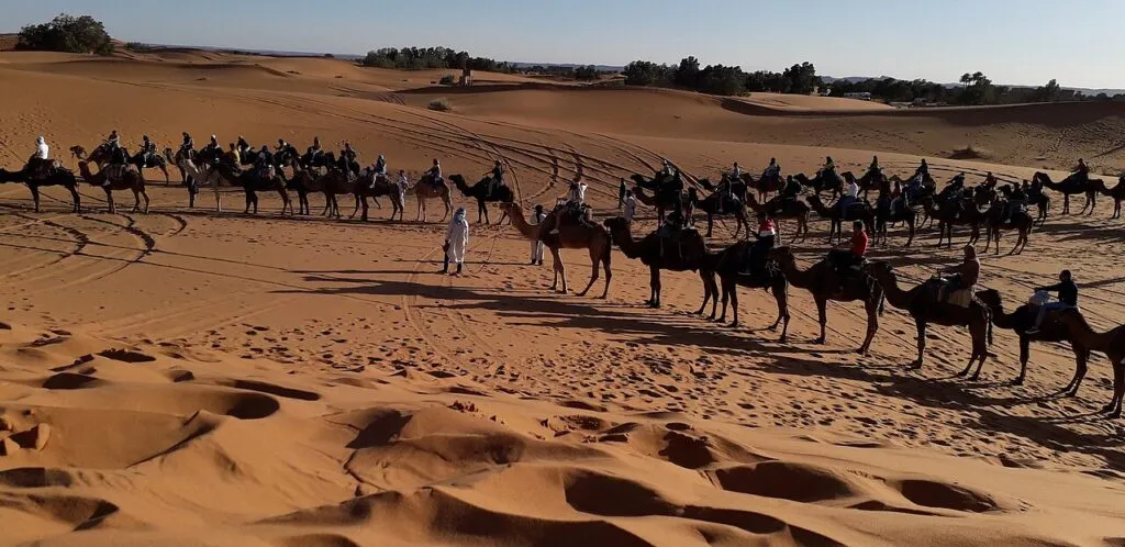 Camel ride in merzouga — Travellers on a sunset camel ride in the Erg Chebbi dunes of Merzouga