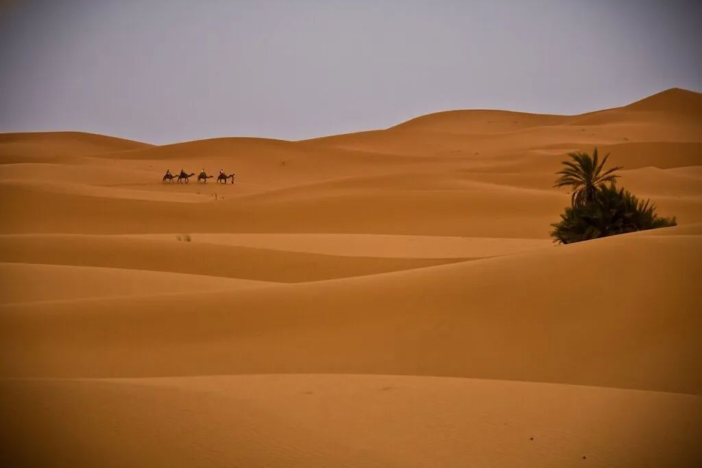 Camel caravan crossing the Erg Chebbi dunes on a Sahara desert tour from Marrakech
